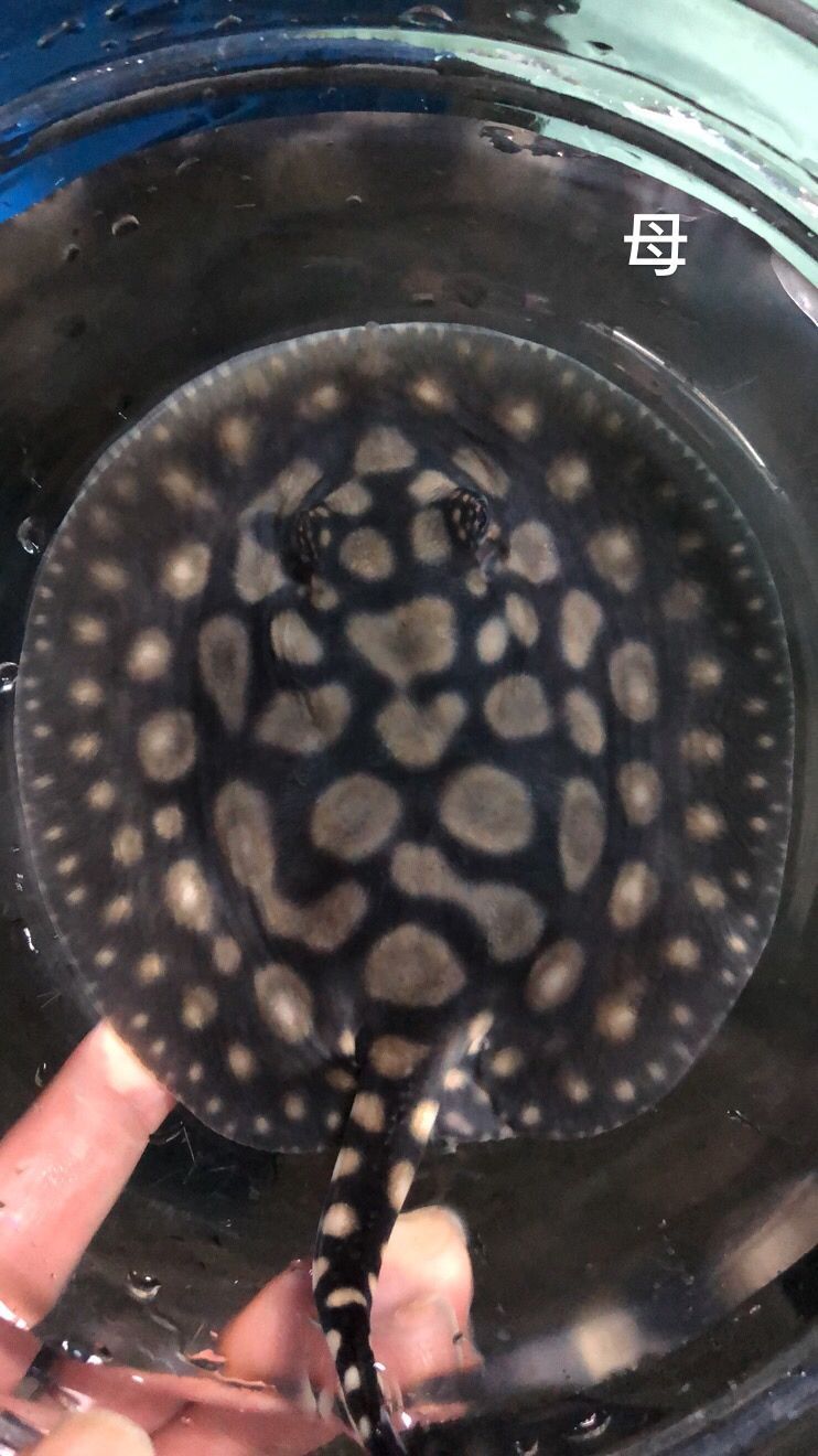 泰安觀賞魚市場(chǎng)圖片1種母圖2種公后面是這胎生的一公（泰安觀賞魚市場(chǎng)圖片）