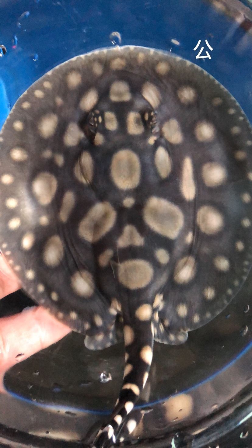 泰安觀賞魚市場(chǎng)圖片1種母圖2種公后面是這胎生的一公（泰安觀賞魚市場(chǎng)圖片）