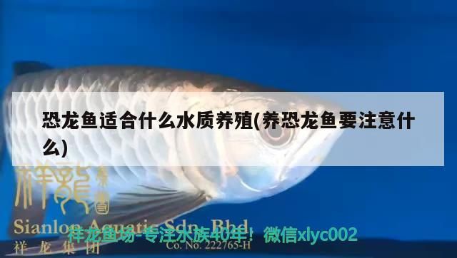 恐龍魚適合什么水質養殖(養恐龍魚要注意什么)（恐龍魚適合什么樣的水質養殖）