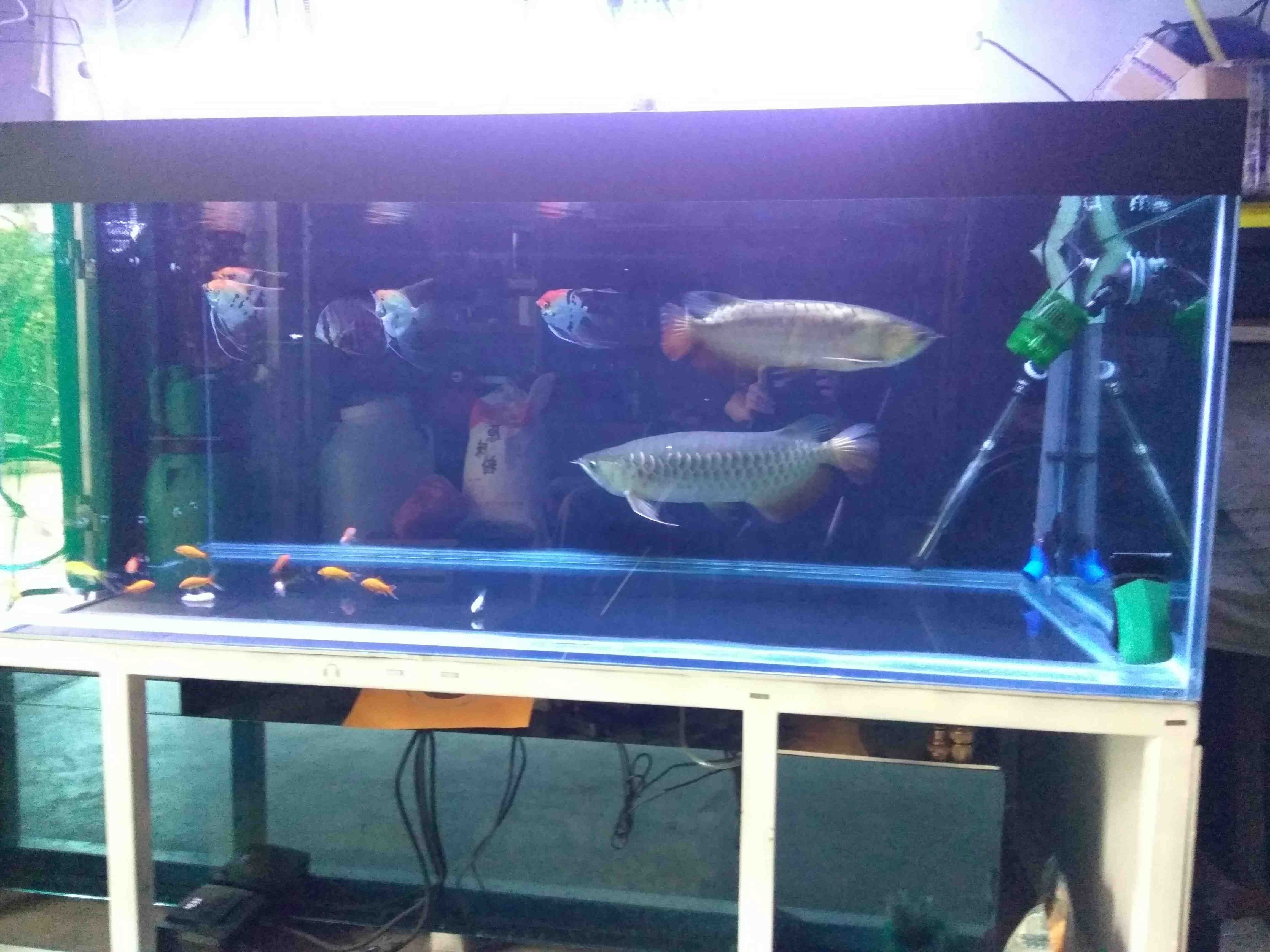 荊州水族館喂喂魚發(fā)幾張（湖北荊州水族館）