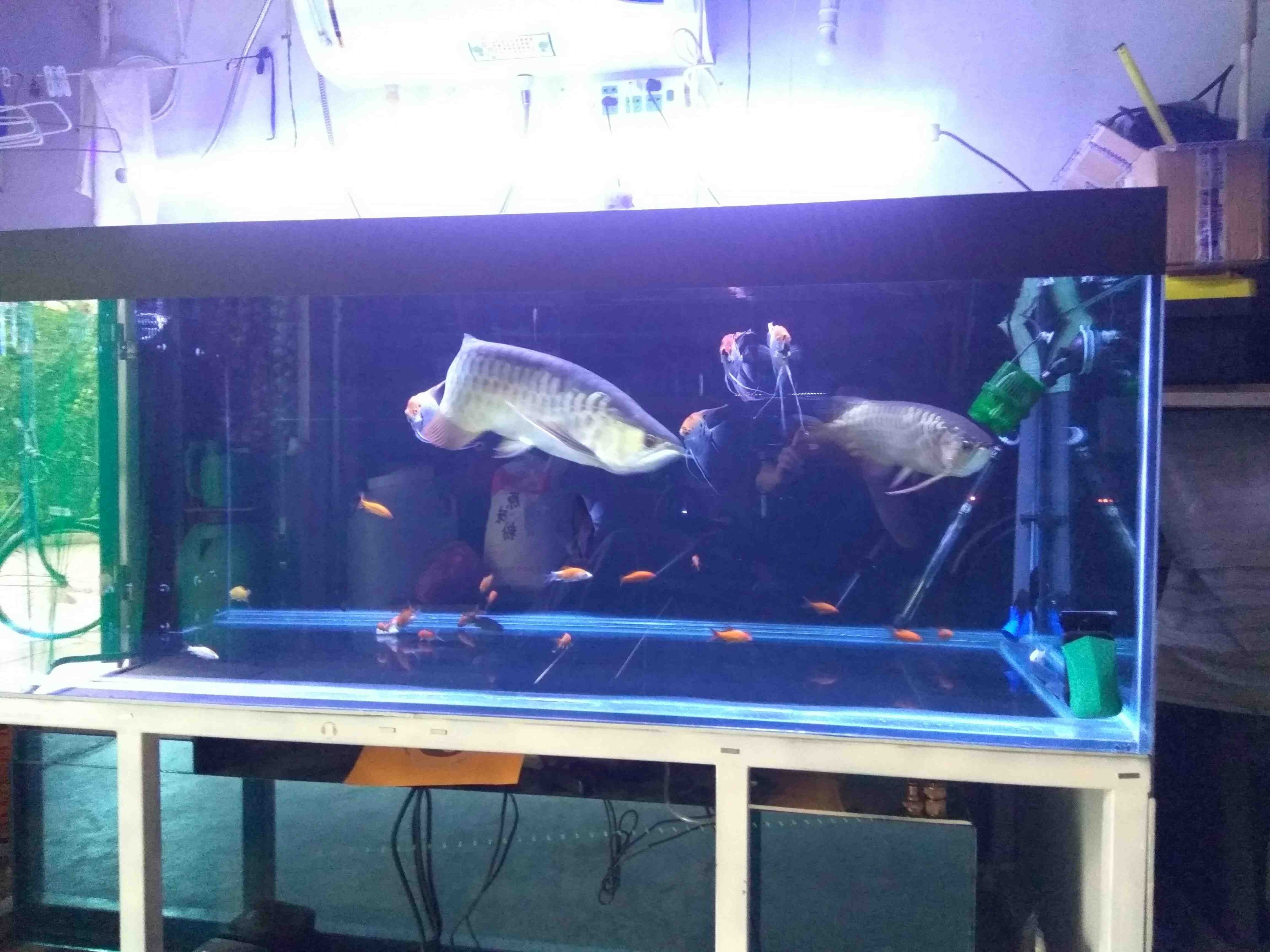 荊州水族館喂喂魚發(fā)幾張（湖北荊州水族館）