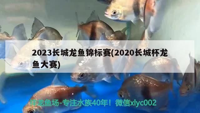 2023長城龍魚錦標賽(2020長城杯龍魚大賽)（2023長城龍魚錦標賽）