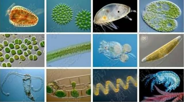 金龍與銀龍魚混養(yǎng)屬性：-金龍魚和銀龍魚混養(yǎng)會(huì)有什么問題嗎