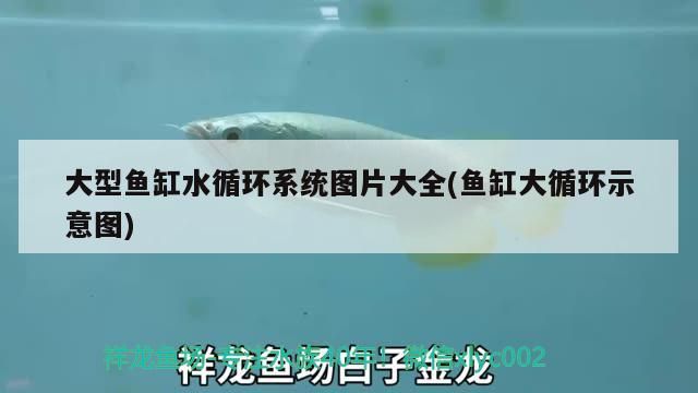大型魚缸水循環系統圖片大全(魚缸大循環示意圖)（大型魚缸水循環系統）