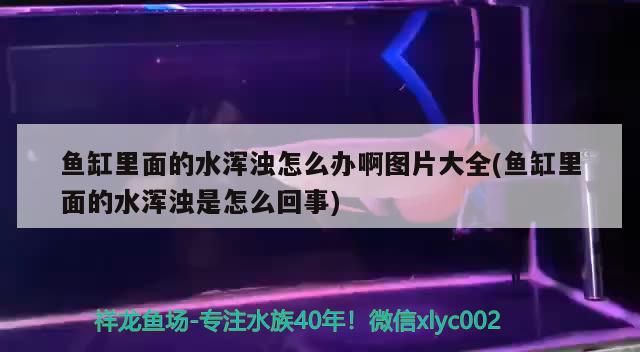 龍魚可以造景嗎（請(qǐng)問水族箱造景沙用什么比較好）（水族箱造景沙的選擇與應(yīng)用）