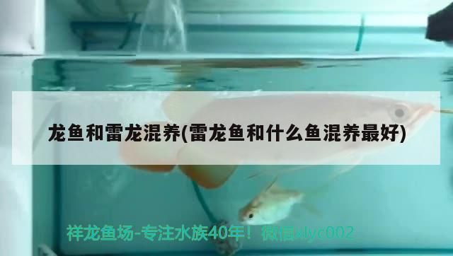 龍魚和雷龍混養(雷龍魚和什么魚混養最好)（龍魚和雷龍混養有什么區別） 龍魚和雷龍混養(雷龍魚和什么魚混養最好)（龍魚和雷龍混養有什么區別） 觀賞魚百科