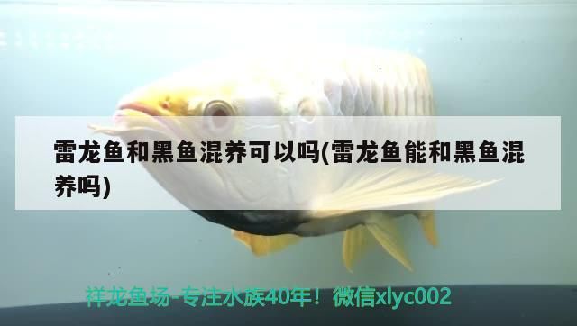 雷龍魚和黑魚混養可以嗎(雷龍魚能和黑魚混養嗎)（雷龍魚和黑魚混養可以嗎）