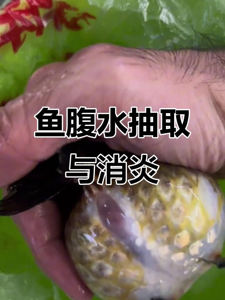 龍魚腹水用針抽水可以嗎（龍魚腹水可以用針抽水嗎？）