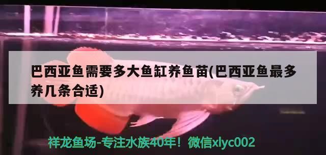 巴西亞魚需要多大魚缸養魚苗(巴西亞魚最多養幾條合適)（巴西亞魚需要多大魚缸養魚苗）