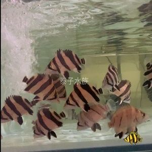 蘇虎苗（蘇門答臘虎魚苗），養(yǎng)殖蘇虎苗需要注意什么？