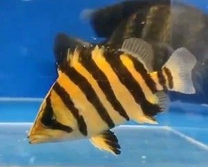 蘇虎苗（蘇門答臘虎魚苗），養(yǎng)殖蘇虎苗需要注意什么？