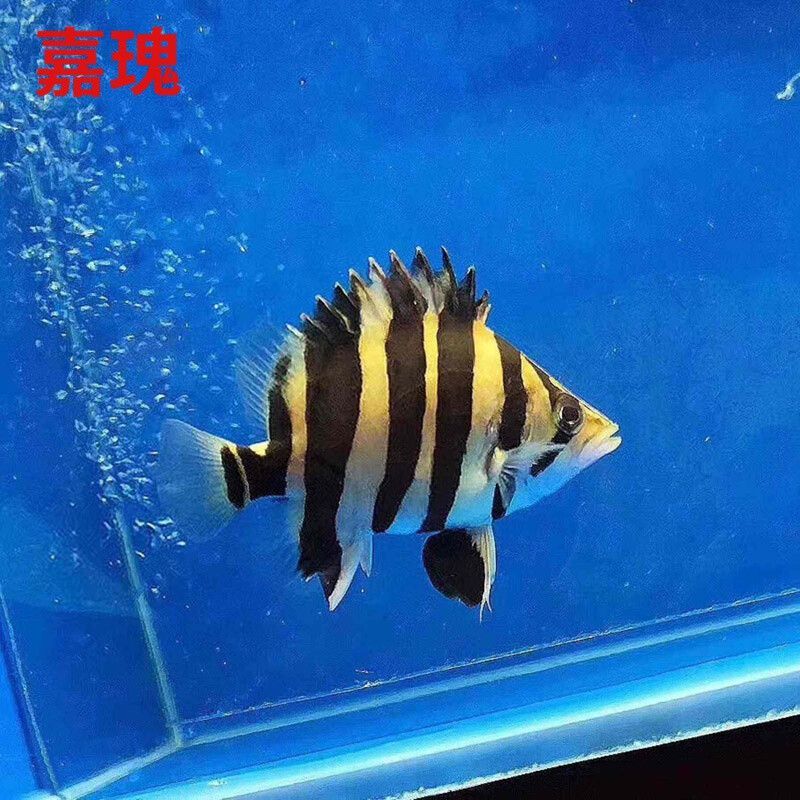 蘇虎苗（蘇門答臘虎魚苗），養(yǎng)殖蘇虎苗需要注意什么？