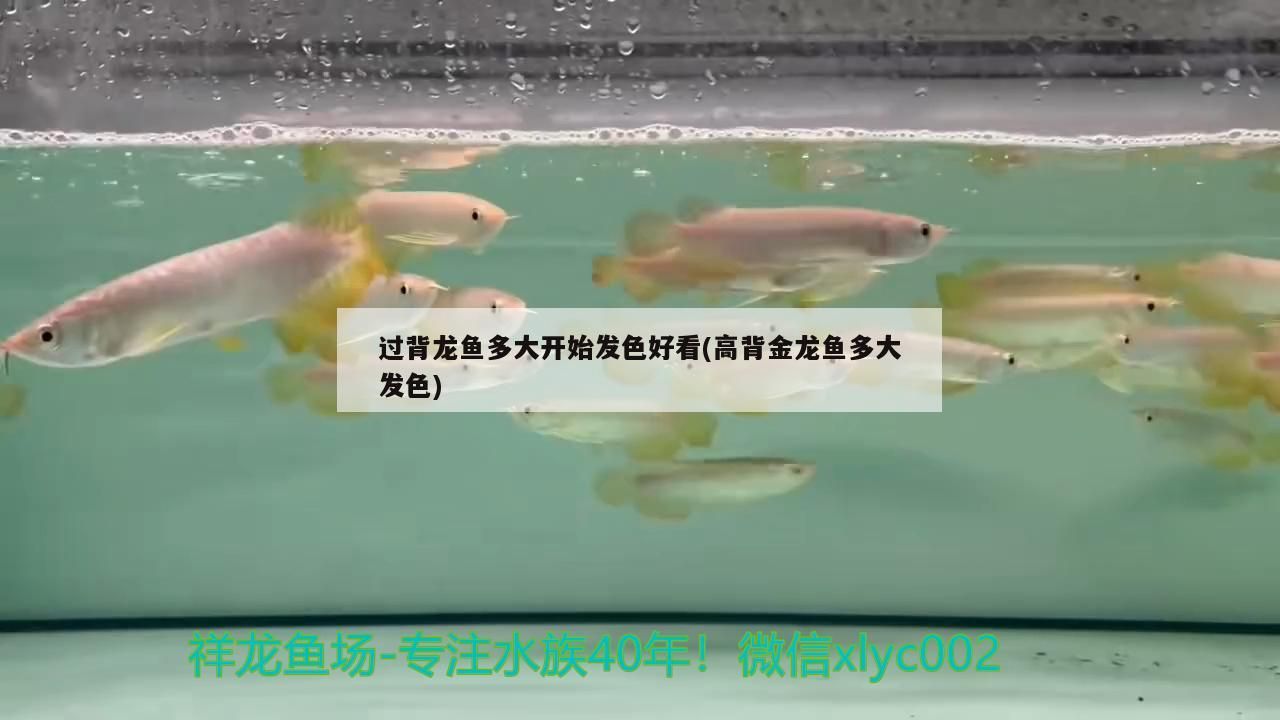 過背龍魚多大開始發色好看(高背金龍魚多大發色)（背龍魚多大開始發色好看和高背金龍魚多大開始發色好看） 過背龍魚多大開始發色好看(高背金龍魚多大發色)（背龍魚多大開始發色好看和高背金龍魚多大開始發色好看） 觀賞魚百科