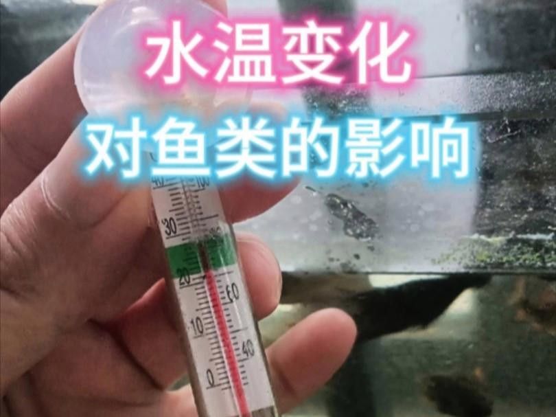 魚像沒力氣游怎么回事（魚像沒力氣游怎么回事，養魚新手如何調理水溫對魚的影響） 魚像沒力氣游怎么回事（魚像沒力氣游怎么回事，養魚新手如何調理水溫對魚的影響） 觀賞魚百科 第5張