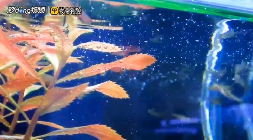 南京大型魚缸定制服務公司電話多少(南京 魚缸)（南京大型魚缸定制服務公司）
