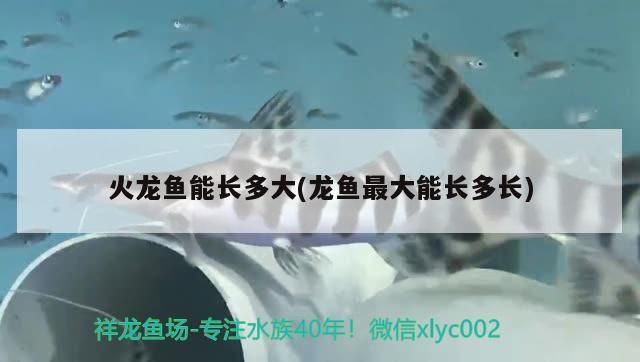 火龍魚能長多大(龍魚最大能長多長)（火龍魚最大能長多大能長多大，火龍魚能長多大的知識）