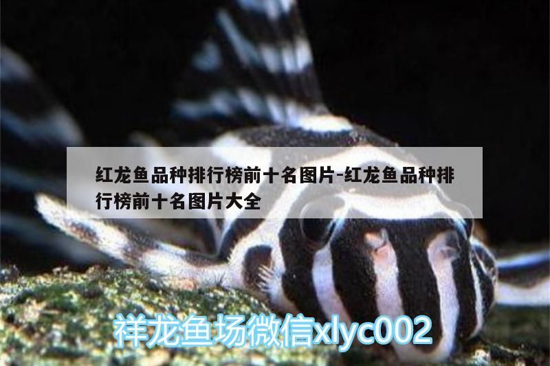 紅龍魚品種排行榜前十名圖片:紅龍魚品種排行榜前十名圖片大全（紅龍魚品種排行榜前十名圖片）