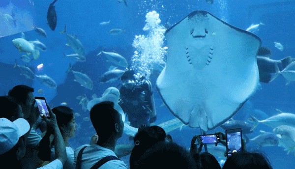 陽江水族館：美的印章、氣韻生動的位于中國 陽江水族館：美的印章、氣韻生動的位于中國 觀賞魚百科 第2張