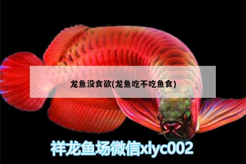 龍魚沒食欲(龍魚吃不吃魚食)（龍魚不吃東西不吃東西的原因及解決方案） 龍魚沒食欲(龍魚吃不吃魚食)（龍魚不吃東西不吃東西的原因及解決方案） 觀賞魚百科