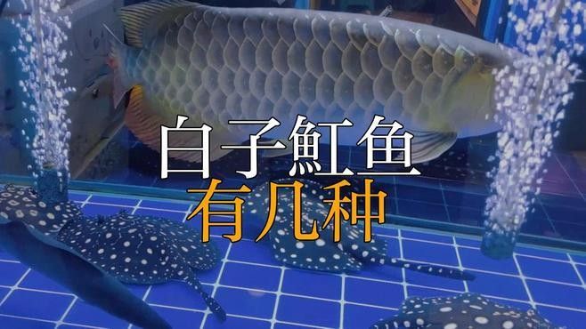 白子魟魚(yú)有幾種（白子魟魚(yú)的價(jià)格是多少，白子黑帝王魟和白子皇冠魟哪個(gè)更稀有）
