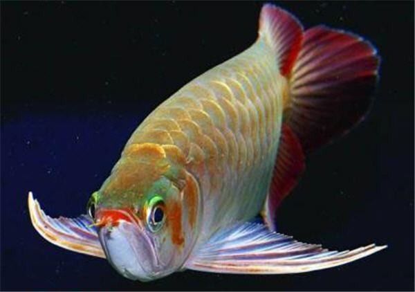 鄰水龍魚（四川省廣安市鄰水縣的養殖場信息） 鄰水龍魚（四川省廣安市鄰水縣的養殖場信息） 觀賞魚百科 第4張