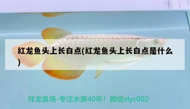 紅龍魚頭上長白點(紅龍魚頭上長白點是什么)（紅龍魚頭上長白點和紅龍魚頭上長白點是什么原因引起的）