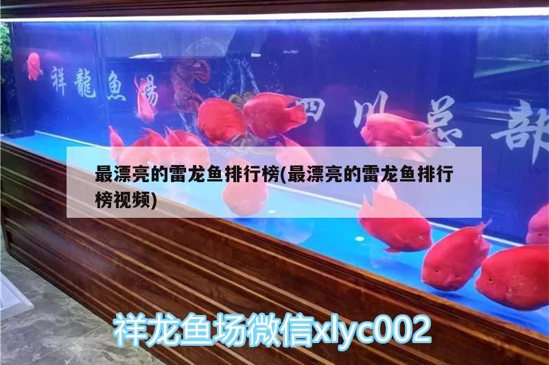 巴卡雷龍魚 最漂亮的雷龍魚排行榜(最漂亮的雷龍魚排行榜視頻)(最漂亮的雷龍魚排行榜) 觀賞魚百科 最漂亮的雷龍魚排行榜(最漂亮的雷龍魚排行榜視頻)(最漂亮的雷龍魚排行榜) 最漂亮的雷龍魚排行榜(最漂亮的雷龍魚排行榜視頻)(最漂亮的雷龍魚排行榜) 觀賞魚百科