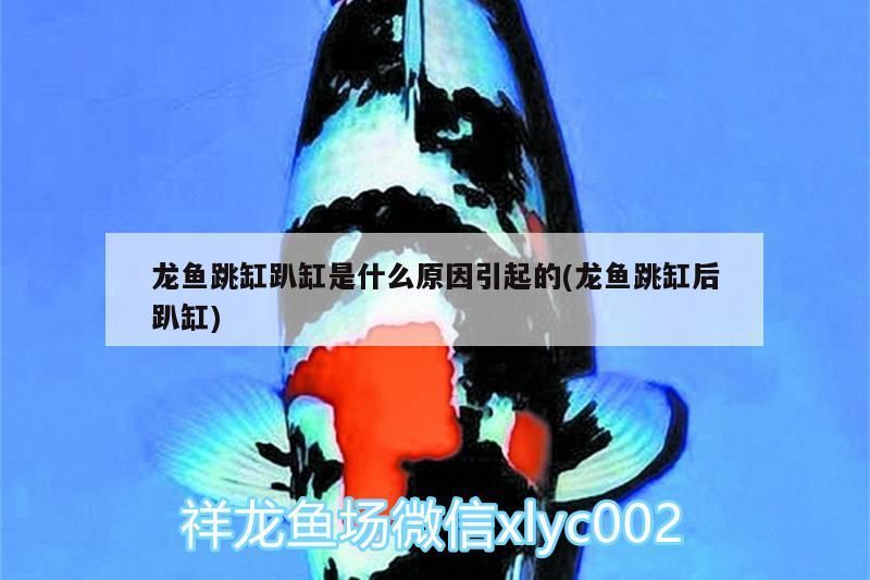 龍魚跳缸趴缸是什么原因引起的(龍魚跳缸后趴缸)（龍魚跳缸是什么原因引起的？）