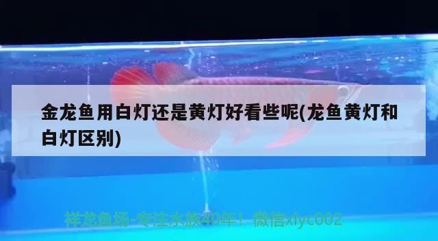 黃皮火龍果的火龍果，仙人掌果的火龍果是一種常見的水果，火龍果與燕窩果的區(qū)別