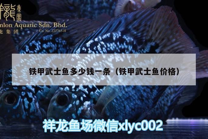 鐵甲武士魚多少錢一條（鐵甲武士魚價格）（鐵甲武士魚價格、鐵甲武士魚多少錢一條的信息別忘了查找）