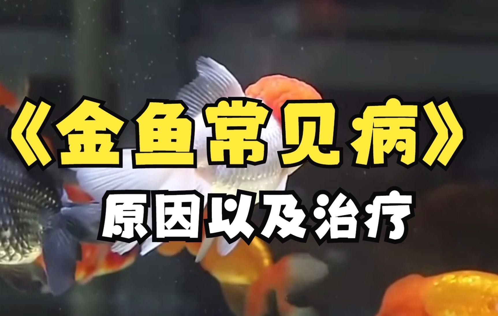 金魚疾病大全（觀賞魚常見的幾種疾病及其成因、癥狀、治療方法及預防措施）