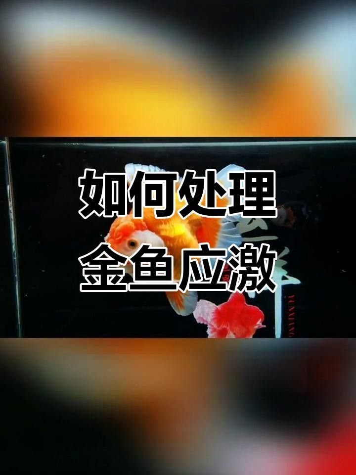 金魚疾病大全（觀賞魚常見的幾種疾病及其成因、癥狀、治療方法及預防措施）