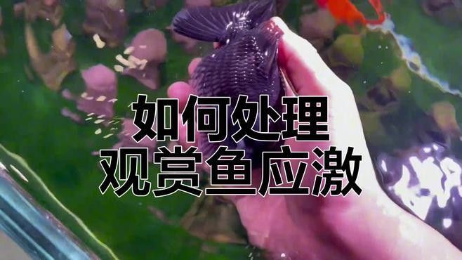 金魚疾病大全（觀賞魚常見的幾種疾病及其成因、癥狀、治療方法及預防措施）