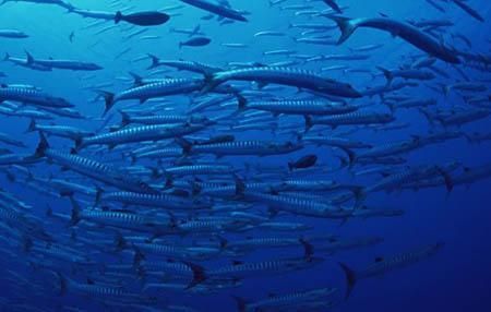 金龍魚疾病：金龍魚常見疾病癥狀及防治方法