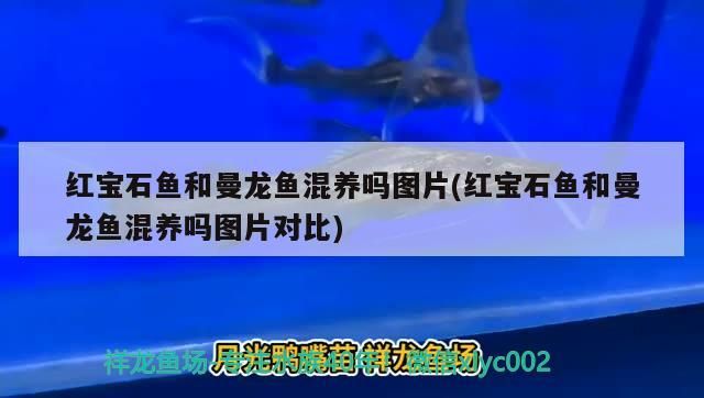 紅寶石魚和曼龍魚混養嗎圖片(紅寶石魚和曼龍魚混養嗎圖片對比)（紅寶石魚和曼龍魚混養嗎）
