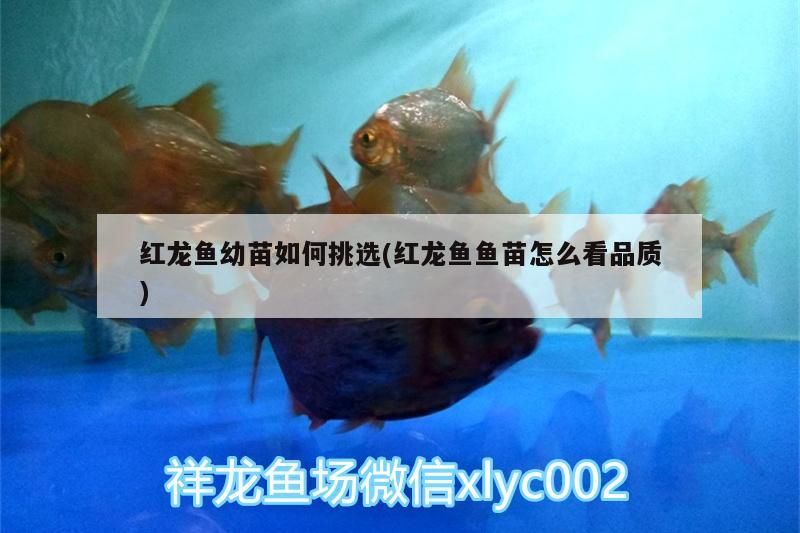 紅龍魚和金龍魚哪個好養活些(金龍好還是紅龍魚好)