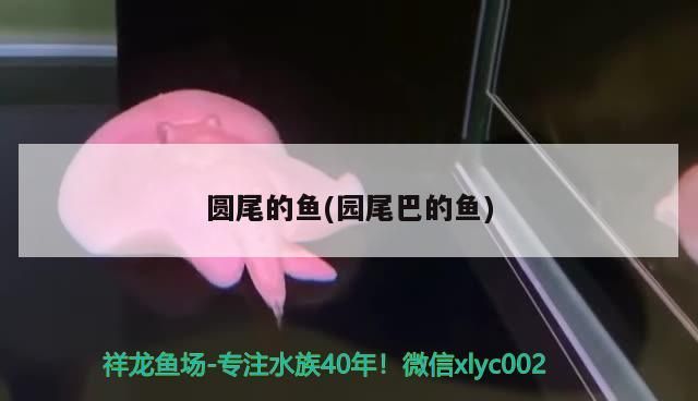 圓尾的魚(園尾巴的魚)（圓尾斗魚的介紹）