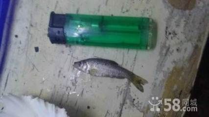 岳陽哪里賣龍魚：岳陽市有多處銷售龍魚的地方，其中一家店鋪以供應新鮮湖鮮魚類而著名