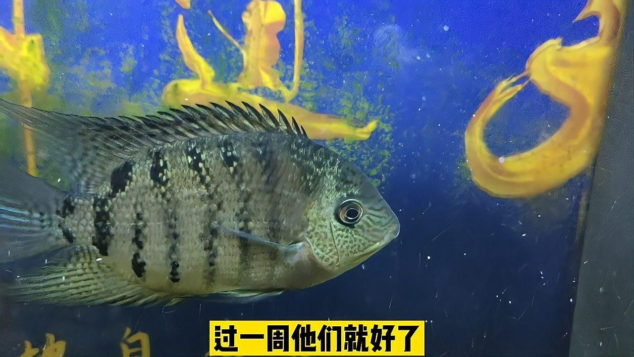 菠蘿魚的魚鰭上有白點(diǎn)（菠蘿魚魚鰭上出現(xiàn)白點(diǎn)是怎么回事）