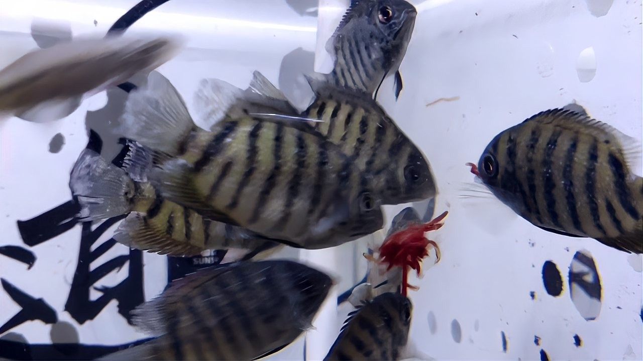 菠蘿魚的魚鰭上有白點(diǎn)（菠蘿魚魚鰭上出現(xiàn)白點(diǎn)是怎么回事）