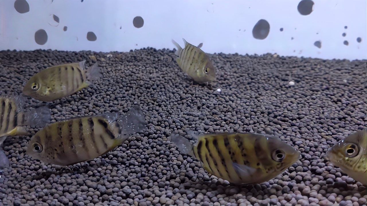 菠蘿魚的魚鰭上有白點(diǎn)（菠蘿魚魚鰭上出現(xiàn)白點(diǎn)是怎么回事）
