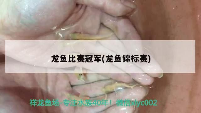 龍魚比賽冠軍(龍魚錦標賽)（新加坡龍魚錦標賽龍魚錦標賽冠軍，龍魚比賽冠軍還貴）