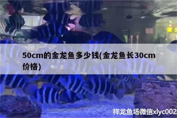 50cm的金龍魚多少錢(金龍魚長30cm價格)（50cm的金龍魚多少錢）