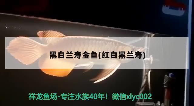 黑白蘭壽金魚(紅白黑蘭壽)（黑白蘭壽金魚）