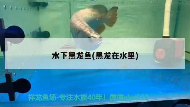 水下黑龍魚(黑龍在水里)（水下黑龍魚在水里進入了真正的海洋深處的神秘生物）