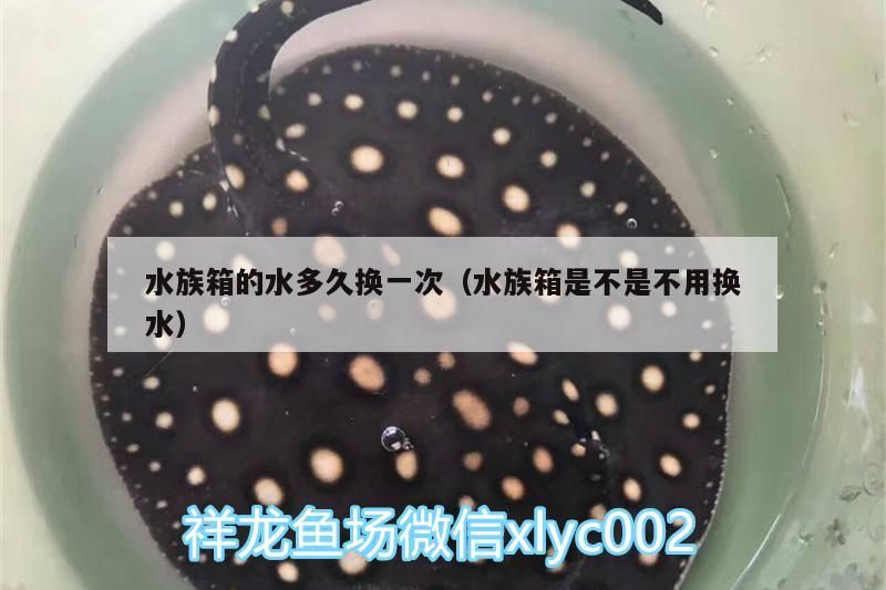 水族箱的水多久換一次（水族箱是不是不用換水）（水族箱水多久換一次）