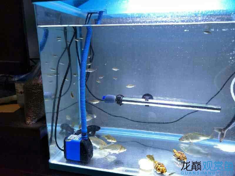 宜賓觀賞魚市場自己撈的魚（宜賓觀賞魚市場捕魚體驗）