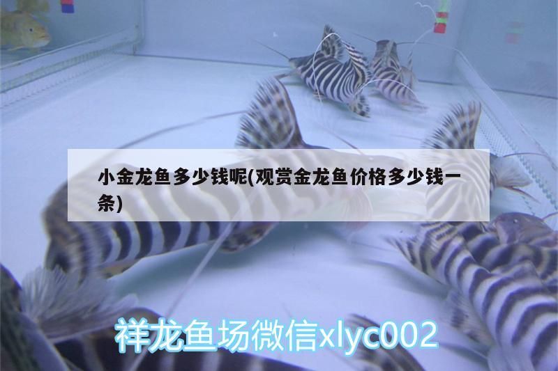 小金龍魚多少錢呢(觀賞金龍魚價格多少錢一條)（小金龍魚價格多少錢和觀賞金龍魚價格多少錢一條的介紹） 小金龍魚多少錢呢(觀賞金龍魚價格多少錢一條)（小金龍魚價格多少錢和觀賞金龍魚價格多少錢一條的介紹） 觀賞魚百科
