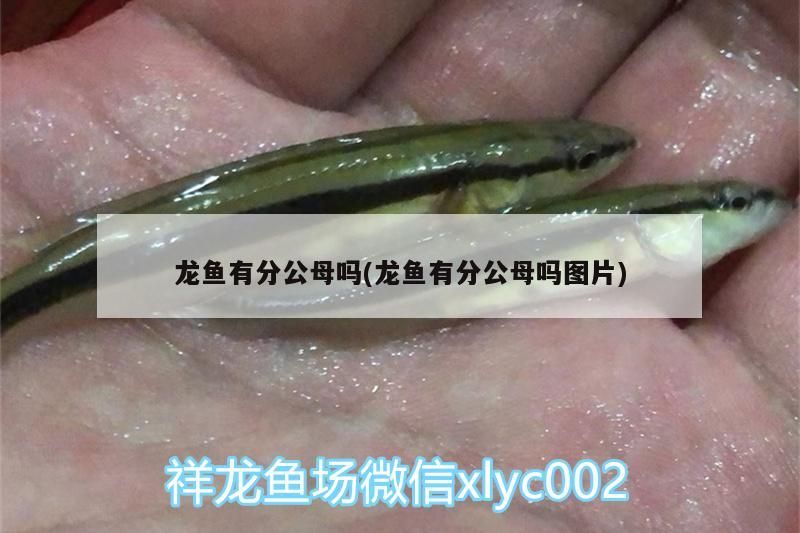 龍魚有分公母嗎(龍魚有分公母嗎圖片)（龍魚有分公母嗎） 龍魚有分公母嗎(龍魚有分公母嗎圖片)（龍魚有分公母嗎） 觀賞魚百科