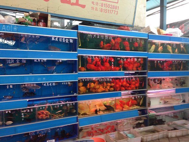 芳村花鳥魚市場搬哪里了：廣州芳村花鳥魚蟲市場已經搬遷至荔灣區芳村花鳥魚蟲市場